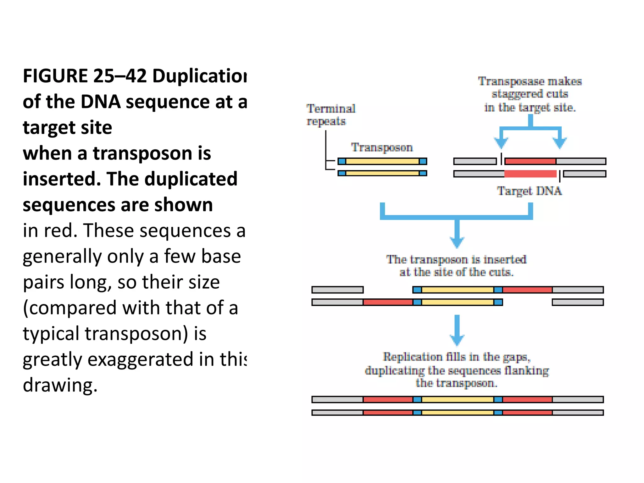 FIGURE 25–42 Duplication 
of the DNA sequence at a 
target site 
when a transposon is 
inserted. The duplicated 
sequences are shown 
in red. These sequences are 
generally only a few base 
pairs long, so their size 
(compared with that of a 
typical transposon) is 
greatly exaggerated in this 
drawing. 
 