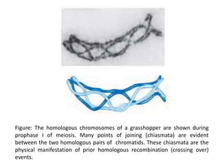 Figure: The homologous chromosomes of a grasshopper are shown during 
prophase I of meiosis. Many points of joining (chiasmata) are evident 
between the two homologous pairs of chromatids. These chiasmata are the 
physical manifestation of prior homologous recombination (crossing over) 
events. 
 