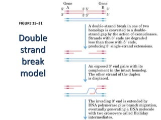 FIGURE 25–31 
Double 
strand 
break 
model 
 