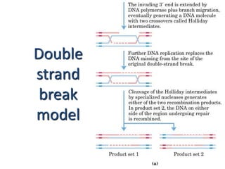 Double 
strand 
break 
model 
 