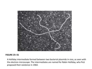 FIGURE 25–31 
A Holliday intermediate formed between two bacterial plasmids in vivo, as seen with 
the electron microscope. The intermediates are named for Robin Holliday, who first 
proposed their existence in 1964. 
 