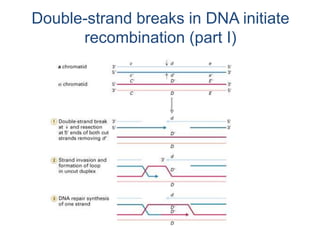 Double-strand breaks in DNA initiate 
recombination (part I) 
 