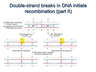 Double-strand breaks in DNA initiate 
recombination (part II) 
 