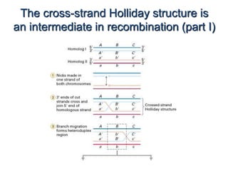 The cross-strand Holliday structure is 
an intermediate in recombination (part I) 
 