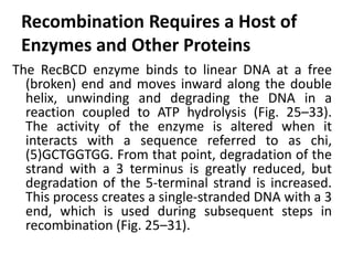 Recombination Requires a Host of 
Enzymes and Other Proteins 
The RecBCD enzyme binds to linear DNA at a free 
(broken) end and moves inward along the double 
helix, unwinding and degrading the DNA in a 
reaction coupled to ATP hydrolysis (Fig. 25–33). 
The activity of the enzyme is altered when it 
interacts with a sequence referred to as chi, 
(5)GCTGGTGG. From that point, degradation of the 
strand with a 3 terminus is greatly reduced, but 
degradation of the 5-terminal strand is increased. 
This process creates a single-stranded DNA with a 3 
end, which is used during subsequent steps in 
recombination (Fig. 25–31). 
 