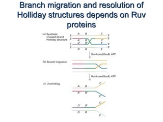 Branch migration and resolution of 
Holliday structures depends on Ruv 
proteins 
 