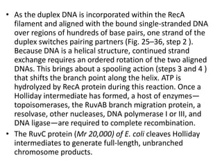 • As the duplex DNA is incorporated within the RecA 
filament and aligned with the bound single-stranded DNA 
over regions of hundreds of base pairs, one strand of the 
duplex switches pairing partners (Fig. 25–36, step 2 ). 
Because DNA is a helical structure, continued strand 
exchange requires an ordered rotation of the two aligned 
DNAs. This brings about a spooling action (steps 3 and 4 ) 
that shifts the branch point along the helix. ATP is 
hydrolyzed by RecA protein during this reaction. Once a 
Holliday intermediate has formed, a host of enzymes— 
topoisomerases, the RuvAB branch migration protein, a 
resolvase, other nucleases, DNA polymerase I or III, and 
DNA ligase—are required to complete recombination. 
• The RuvC protein (Mr 20,000) of E. coli cleaves Holliday 
intermediates to generate full-length, unbranched 
chromosome products. 
 