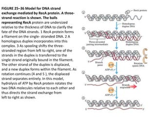 FIGURE 25–36 Model for DNA strand 
exchange mediated by RecA protein. A three-strand 
reaction is shown. The balls 
representing RecA protein are undersized 
relative to the thickness of DNA to clarify the 
fate of the DNA strands. 1 RecA protein forms 
a filament on the single- stranded DNA. 2 A 
homologous duplex incorporates into this 
complex. 3 As spooling shifts the three-stranded 
region from left to right, one of the 
strands in the duplex is transferred to the 
single strand originally bound in the filament. 
The other strand of the duplex is displaced, 
and a new duplex forms within the filament. As 
rotation continues (4 and 5 ), the displaced 
strand separates entirely. In this model, 
hydrolysis of ATP by RecA protein rotates the 
two DNA molecules relative to each other and 
thus directs the strand exchange from 
left to right as shown. 
 