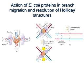 Action of E. coli proteins in branch 
migration and resolution of Holliday 
structures 
 
