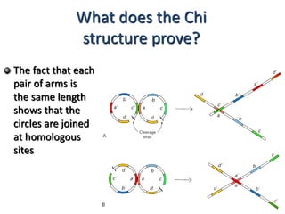 What does the Chi 
structure prove? 
The fact that each 
pair of arms is 
the same length 
shows that the 
circles are joined 
at homologous 
sites 
 