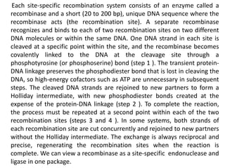 Each site-specific recombination system consists of an enzyme called a 
recombinase and a short (20 to 200 bp), unique DNA sequence where the 
recombinase acts (the recombination site). A separate recombinase 
recognizes and binds to each of two recombination sites on two different 
DNA molecules or within the same DNA. One DNA strand in each site is 
cleaved at a specific point within the site, and the recombinase becomes 
covalently linked to the DNA at the cleavage site through a 
phosphotyrosine (or phosphoserine) bond (step 1 ). The transient protein- 
DNA linkage preserves the phosphodiester bond that is lost in cleaving the 
DNA, so high-energy cofactors such as ATP are unnecessary in subsequent 
steps. The cleaved DNA strands are rejoined to new partners to form a 
Holliday intermediate, with new phosphodiester bonds created at the 
expense of the protein-DNA linkage (step 2 ). To complete the reaction, 
the process must be repeated at a second point within each of the two 
recombination sites (steps 3 and 4 ). In some systems, both strands of 
each recombination site are cut concurrently and rejoined to new partners 
without the Holliday intermediate. The exchange is always reciprocal and 
precise, regenerating the recombination sites when the reaction is 
complete. We can view a recombinase as a site-specific endonuclease and 
ligase in one package. 
 