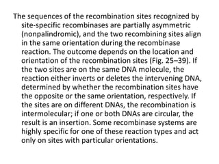 The sequences of the recombination sites recognized by 
site-specific recombinases are partially asymmetric 
(nonpalindromic), and the two recombining sites align 
in the same orientation during the recombinase 
reaction. The outcome depends on the location and 
orientation of the recombination sites (Fig. 25–39). If 
the two sites are on the same DNA molecule, the 
reaction either inverts or deletes the intervening DNA, 
determined by whether the recombination sites have 
the opposite or the same orientation, respectively. If 
the sites are on different DNAs, the recombination is 
intermolecular; if one or both DNAs are circular, the 
result is an insertion. Some recombinase systems are 
highly specific for one of these reaction types and act 
only on sites with particular orientations. 
 