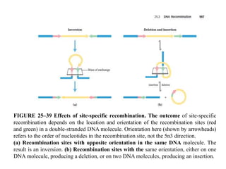 FIGURE 25–39 Effects of site-specific recombination. The outcome of site-specific 
recombination depends on the location and orientation of the recombination sites (red 
and green) in a double-stranded DNA molecule. Orientation here (shown by arrowheads) 
refers to the order of nucleotides in the recombination site, not the 5n3 direction. 
(a) Recombination sites with opposite orientation in the same DNA molecule. The 
result is an inversion. (b) Recombination sites with the same orientation, either on one 
DNA molecule, producing a deletion, or on two DNA molecules, producing an insertion. 
 