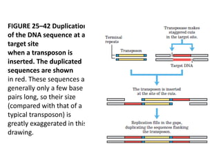 FIGURE 25–42 Duplication 
of the DNA sequence at a 
target site 
when a transposon is 
inserted. The duplicated 
sequences are shown 
in red. These sequences are 
generally only a few base 
pairs long, so their size 
(compared with that of a 
typical transposon) is 
greatly exaggerated in this 
drawing. 
 
