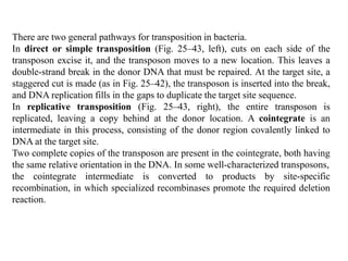 There are two general pathways for transposition in bacteria. 
In direct or simple transposition (Fig. 25–43, left), cuts on each side of the 
transposon excise it, and the transposon moves to a new location. This leaves a 
double-strand break in the donor DNA that must be repaired. At the target site, a 
staggered cut is made (as in Fig. 25–42), the transposon is inserted into the break, 
and DNA replication fills in the gaps to duplicate the target site sequence. 
In replicative transposition (Fig. 25–43, right), the entire transposon is 
replicated, leaving a copy behind at the donor location. A cointegrate is an 
intermediate in this process, consisting of the donor region covalently linked to 
DNA at the target site. 
Two complete copies of the transposon are present in the cointegrate, both having 
the same relative orientation in the DNA. In some well-characterized transposons, 
the cointegrate intermediate is converted to products by site-specific 
recombination, in which specialized recombinases promote the required deletion 
reaction. 
 