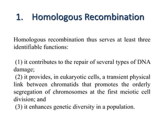 1. Homologous Recombination 
Homologous recombination thus serves at least three 
identifiable functions: 
(1) it contributes to the repair of several types of DNA 
damage; 
(2) it provides, in eukaryotic cells, a transient physical 
link between chromatids that promotes the orderly 
segregation of chromosomes at the first meiotic cell 
division; and 
(3) it enhances genetic diversity in a population. 
 