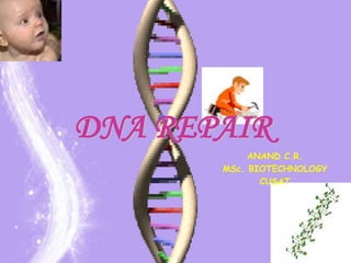 DNA REPAIR ANAND C.R. MSc. BIOTECHNOLOGY CUSAT 