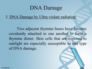 DNA Damage
3. DNA Damage by Ultra violate radiation:

      Two adjacent thymine bases have become
 covalently attached to one another to form a
 thymine dimer. Skin cells that are exposed to
 sunlight are especially susceptible to this type
 of DNA damage.
 