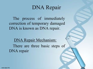 DNA Repair
  The process of immediately
correction of temporary damaged
DNA is known as DNA repair.

  DNA Repair Mechanism:
 There are three basic steps of
DNA repair
 