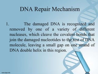 DNA Repair Mechanism

1.            The damaged DNA is recognized and
     removed by one of a variety of different
     nucleases, which cleave the covalent bonds that
     join the damaged nucleotides to the rest of DNA
     molecule, leaving a small gap on one strand of
     DNA double helix in this region.
 