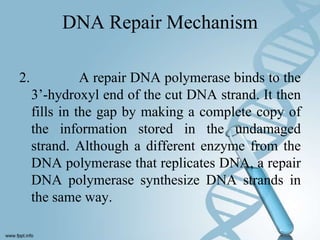 DNA Repair Mechanism

2.             A repair DNA polymerase binds to the
     3’-hydroxyl end of the cut DNA strand. It then
     fills in the gap by making a complete copy of
     the information stored in the undamaged
     strand. Although a different enzyme from the
     DNA polymerase that replicates DNA, a repair
     DNA polymerase synthesize DNA strands in
     the same way.
 