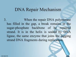DNA Repair Mechanism

3.                When the repair DNA polymerase
     has filled in the gap, a break remains in the
     sugar-phosphate backbone of he repaired
     strand. It is in the helix is sealed by DNA
     ligase, the same enzyme that joins the lagging
     strand DNA fragments during replication.
 
