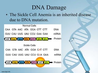 DNA Damage
• The Sickle Cell Anemia is an inherited disease
  due to DNA mutation.
 
