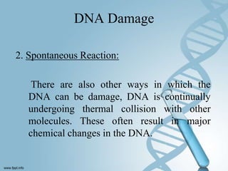 DNA Damage

2. Spontaneous Reaction:

   There are also other ways in which the
  DNA can be damage, DNA is continually
  undergoing thermal collision with other
  molecules. These often result in major
  chemical changes in the DNA.
 