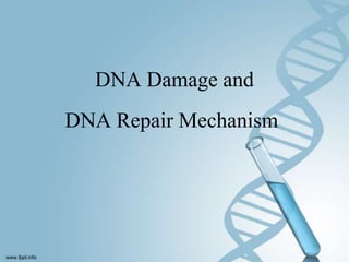 DNA Damage and
DNA Repair Mechanism
 