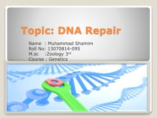 Topic: DNA Repair
Name : Muhammad Shamim
Roll No: 13070814-095
M.sc :Zoology 3rd
Course : Genetics
 