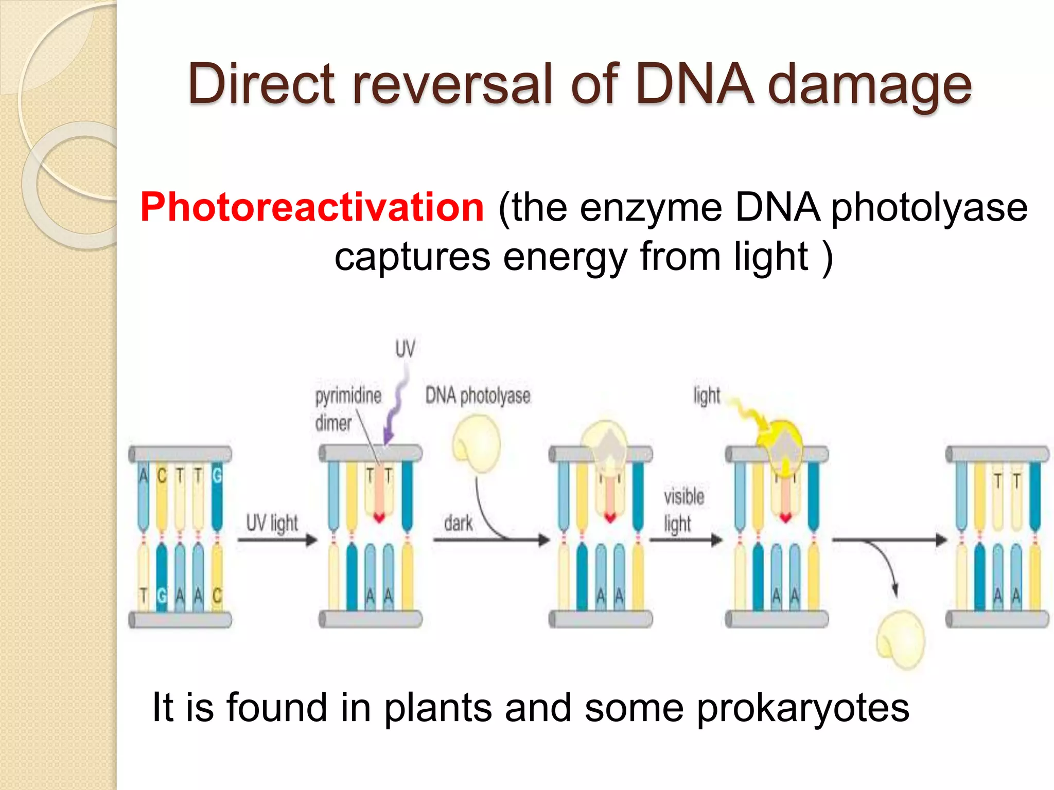 Direct reversal of DNA damage
Photoreactivation (the enzyme DNA photolyase
captures energy from light )
It is found in plants and some prokaryotes
 