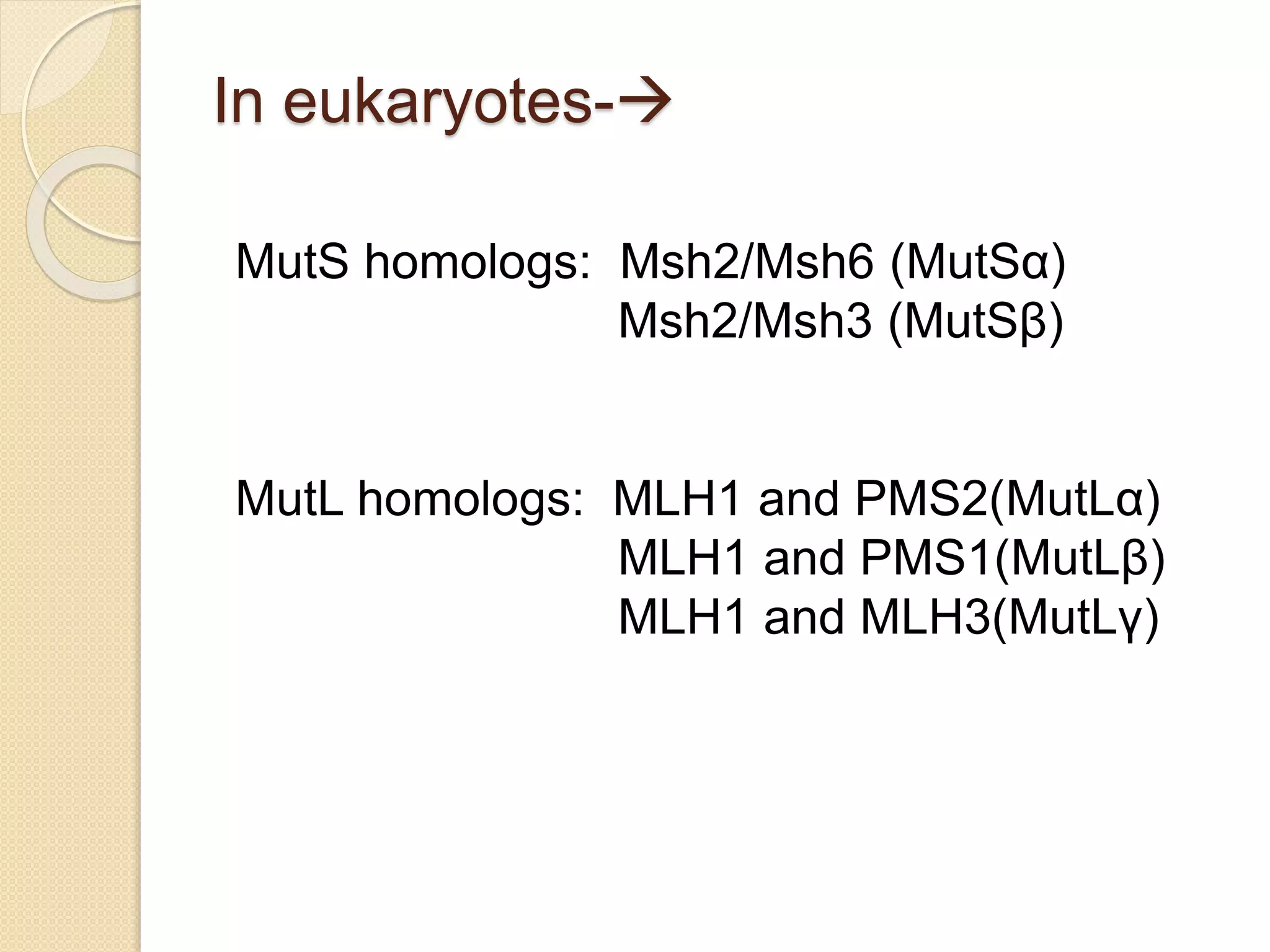 In eukaryotes-
MutS homologs: Msh2/Msh6 (MutSα)
Msh2/Msh3 (MutSβ)
MutL homologs: MLH1 and PMS2(MutLα)
MLH1 and PMS1(MutLβ)
MLH1 and MLH3(MutLγ)
 