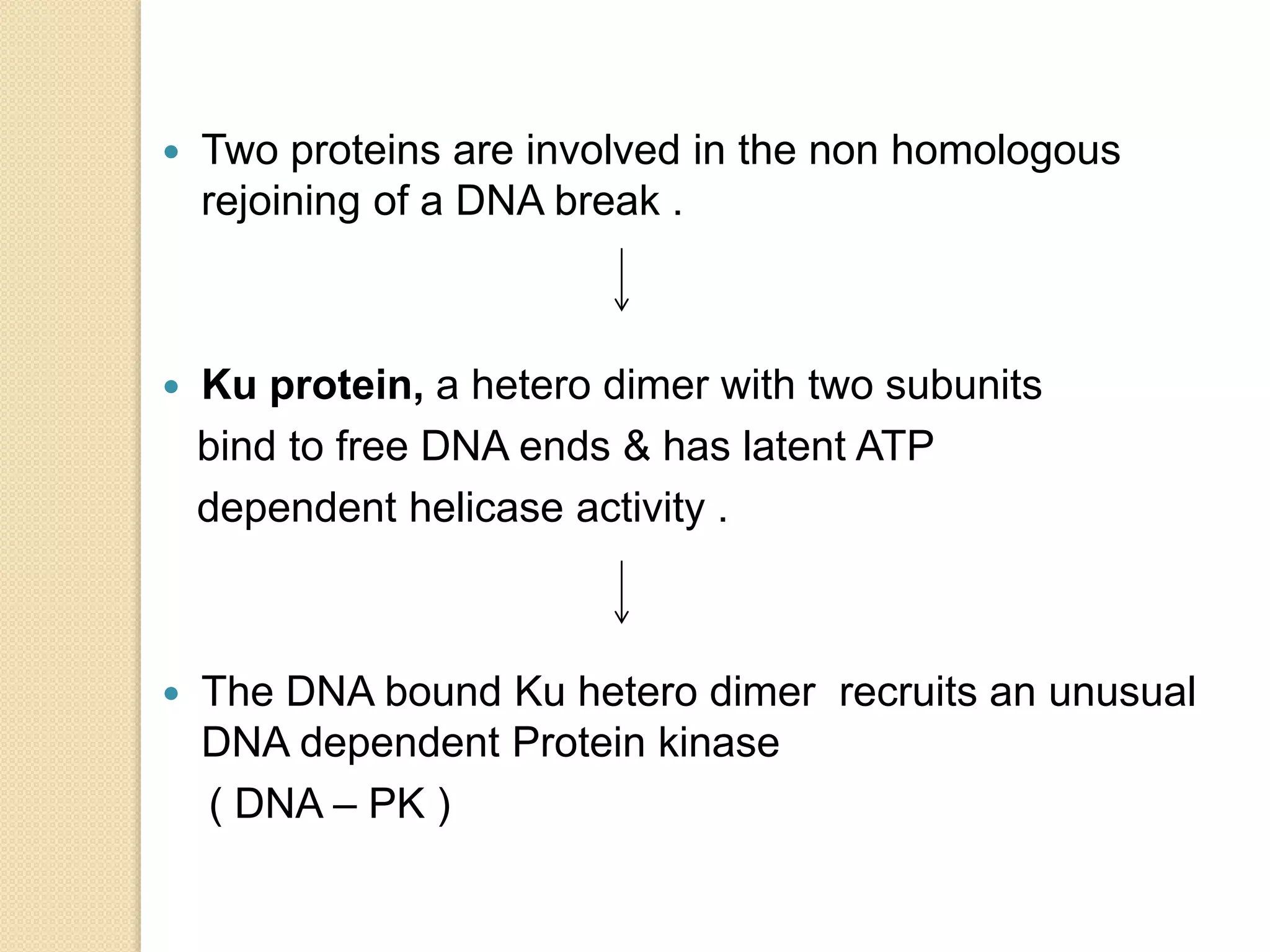  Two proteins are involved in the non homologous
rejoining of a DNA break .
 Ku protein, a hetero dimer with two subunits
bind to free DNA ends & has latent ATP
dependent helicase activity .
 The DNA bound Ku hetero dimer recruits an unusual
DNA dependent Protein kinase
( DNA – PK )
 