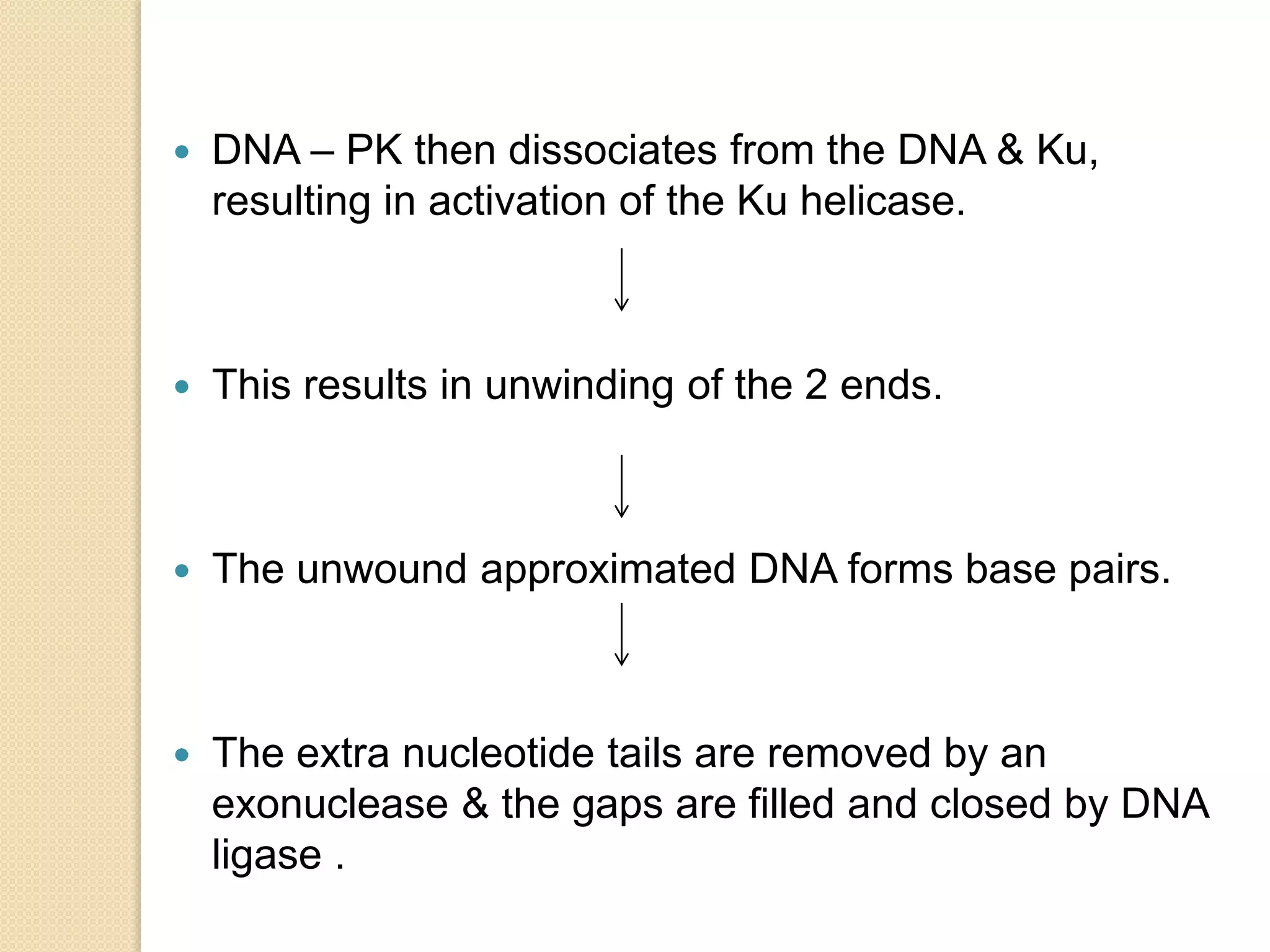  DNA – PK then dissociates from the DNA & Ku,
resulting in activation of the Ku helicase.
 This results in unwinding of the 2 ends.
 The unwound approximated DNA forms base pairs.
 The extra nucleotide tails are removed by an
exonuclease & the gaps are filled and closed by DNA
ligase .
 