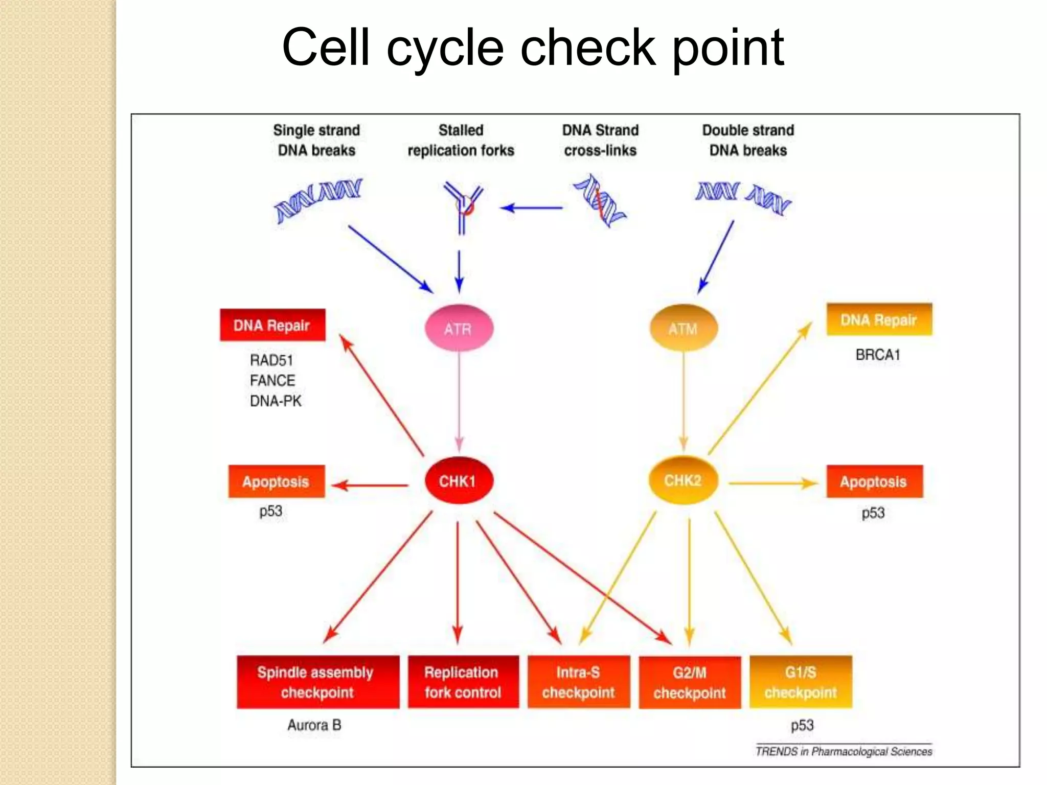 Cell cycle check point
 