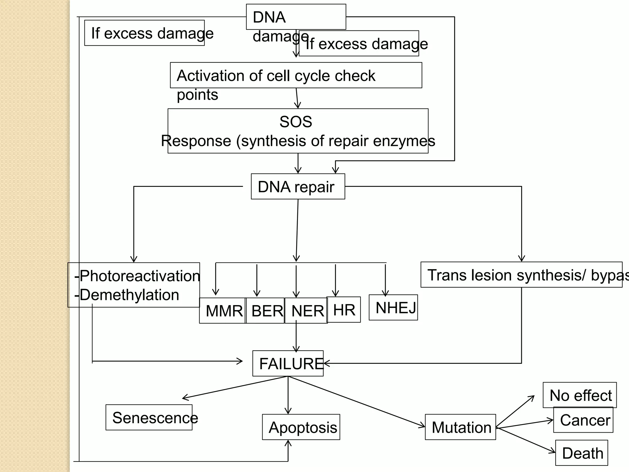 DNA
damage
Activation of cell cycle check
points
DNA repair
SOS
Response (synthesis of repair enzymes
Trans lesion synthesis/ bypas-Photoreactivation
-Demethylation
MMR BER NER HR NHEJ
FAILURE
Senescence
Apoptosis Mutation
If excess damage
If excess damage
No effect
Cancer
Death
 