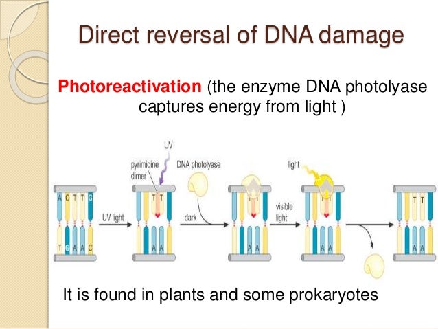 Direct repair dna Direct repair dna