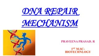 DNA REPAIR
MECHANISM
PRAVEENA PRASAD. R
1ST M.SC-
BIOTECHNLOGY
 