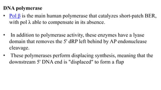 DNA polymerase
• Pol β is the main human polymerase that catalyzes short-patch BER,
with pol λ able to compensate in its absence.
• In addition to polymerase activity, these enzymes have a lyase
domain that removes the 5' dRP left behind by AP endonuclease
cleavage.
• These polymerases perform displacing synthesis, meaning that the
downstream 5' DNA end is "displaced" to form a flap
 