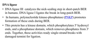 DNA ligase
• DNA ligase III catalyzes the nick-sealing step in short-patch BER
in humans. DNA ligase I ligates the break in long-patch BER.
• In humans, polynucleotide kinase-phosphatase (PNKP) promotes
formation of these ends during BER.
• This protein has a kinase domain, which phosphorylates 5' hydroxyl
ends, and a phosphatase domain, which removes phosphates from 3'
ends. Together, these activities ready single-strand breaks with
damaged termini for ligation.
 