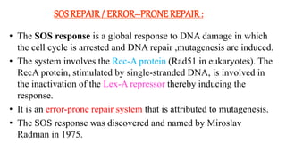 SOS REPAIR/ ERROR–PRONE REPAIR :
• The SOS response is a global response to DNA damage in which
the cell cycle is arrested and DNA repair ,mutagenesis are induced.
• The system involves the Rec-A protein (Rad51 in eukaryotes). The
RecA protein, stimulated by single-stranded DNA, is involved in
the inactivation of the Lex-A repressor thereby inducing the
response.
• It is an error-prone repair system that is attributed to mutagenesis.
• The SOS response was discovered and named by Miroslav
Radman in 1975.
 