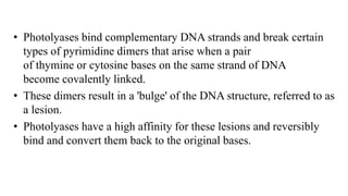 • Photolyases bind complementary DNA strands and break certain
types of pyrimidine dimers that arise when a pair
of thymine or cytosine bases on the same strand of DNA
become covalently linked.
• These dimers result in a 'bulge' of the DNA structure, referred to as
a lesion.
• Photolyases have a high affinity for these lesions and reversibly
bind and convert them back to the original bases.
 