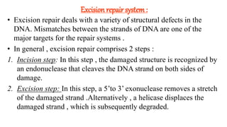 Excision repair system:
• Excision repair deals with a variety of structural defects in the
DNA. Mismatches between the strands of DNA are one of the
major targets for the repair systems .
• In general , excision repair comprises 2 steps :
1. Incision step: In this step , the damaged structure is recognized by
an endonuclease that cleaves the DNA strand on both sides of
damage.
2. Excision step: In this step, a 5’to 3’ exonuclease removes a stretch
of the damaged strand .Alternatively , a helicase displaces the
damaged strand , which is subsequently degraded.
 