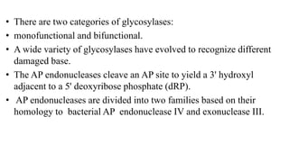 • There are two categories of glycosylases:
• monofunctional and bifunctional.
• A wide variety of glycosylases have evolved to recognize different
damaged base.
• The AP endonucleases cleave an AP site to yield a 3' hydroxyl
adjacent to a 5' deoxyribose phosphate (dRP).
• AP endonucleases are divided into two families based on their
homology to bacterial AP endonuclease IV and exonuclease III.
 
