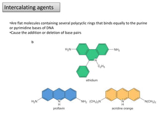 Polycylclic Rings DNA repair | PPTX