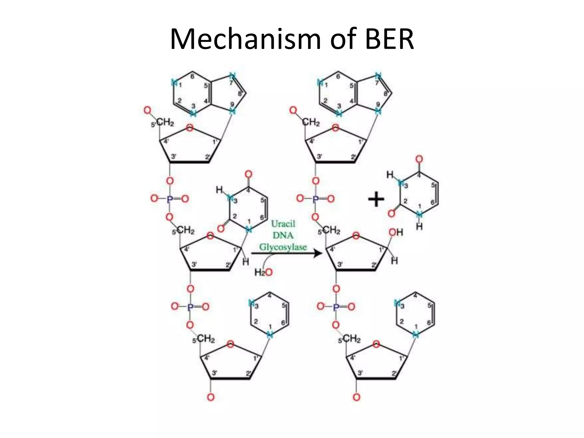 DNA Repair Mechanisms | PPT