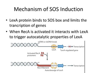 DNA Repair Mechanisms | PPT