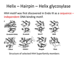 DNA Repair Mechanisms | PPT