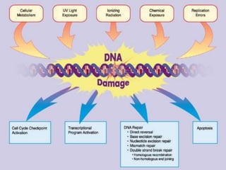 DNA Repair Mechanisms