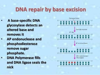 Dna repair
